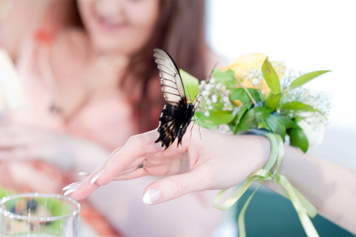 Живые бабочки на свадьбе